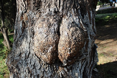 Arbol hacer un calvo 